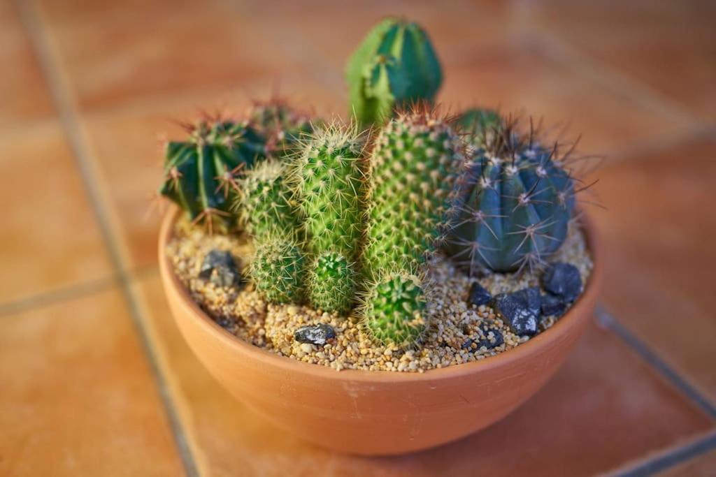 Casa De Los Pinos 圣何塞 外观 照片